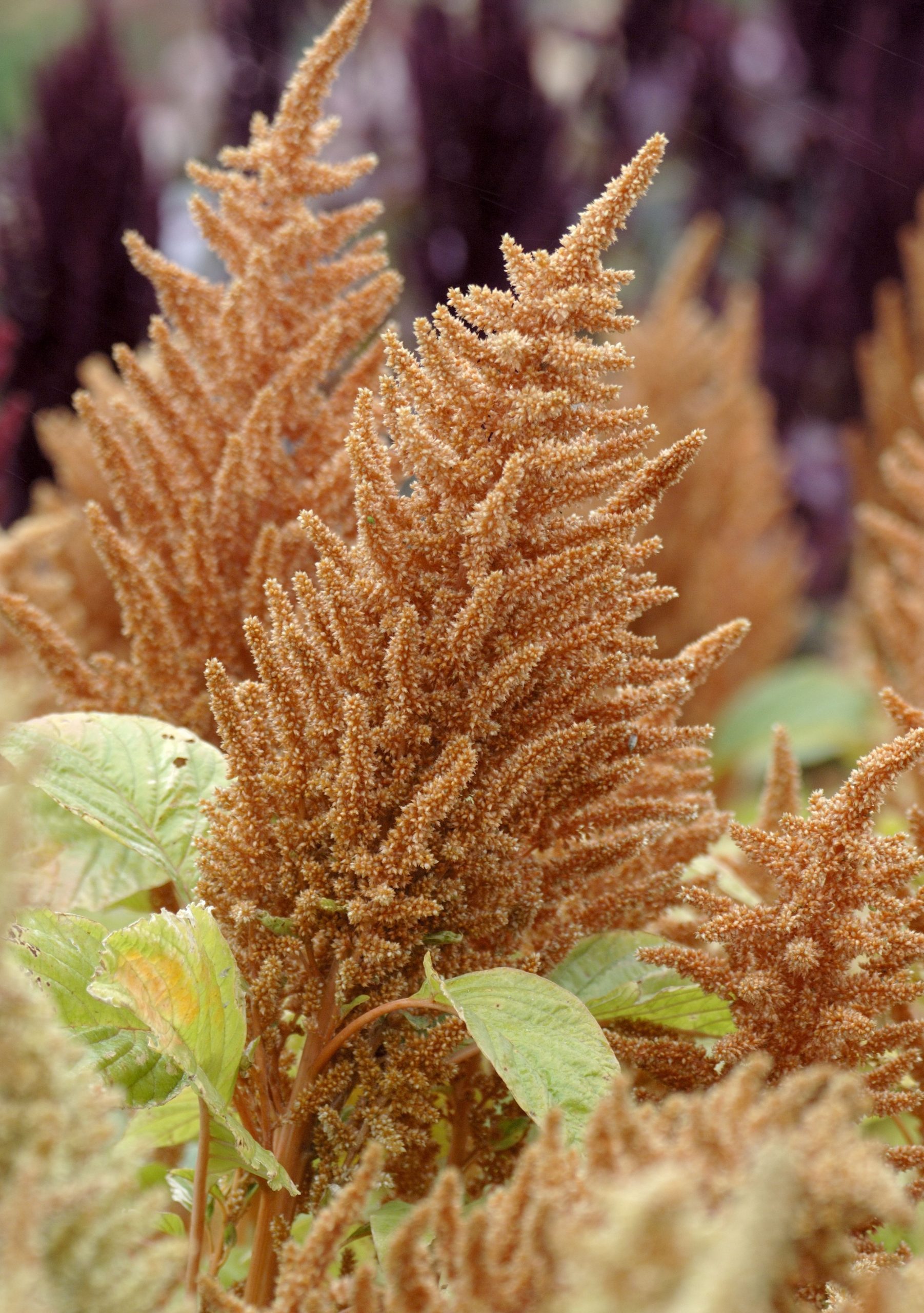 apple lariosa recommends Amaranth Porn