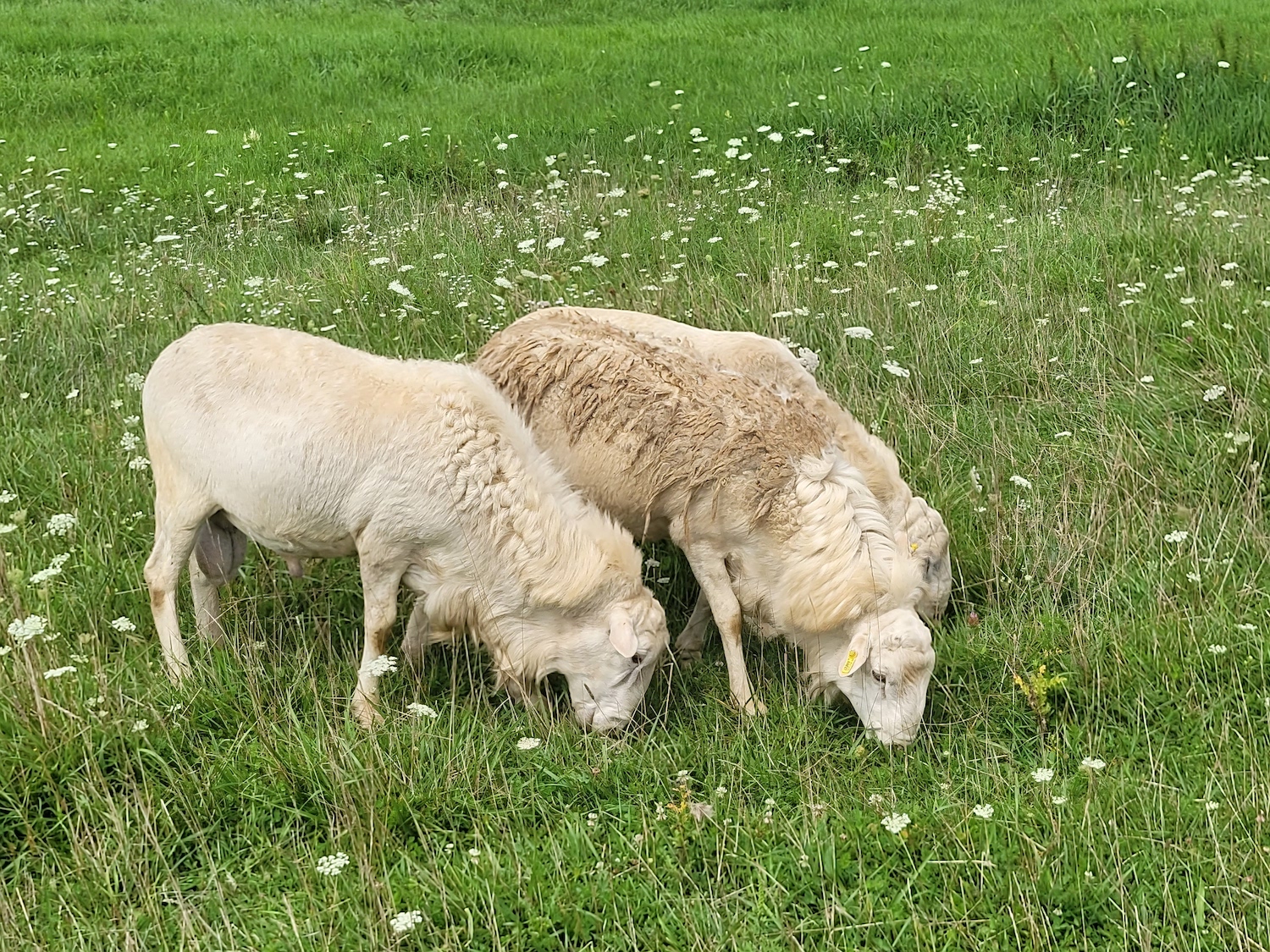 david rojahn recommends sheep porn pic