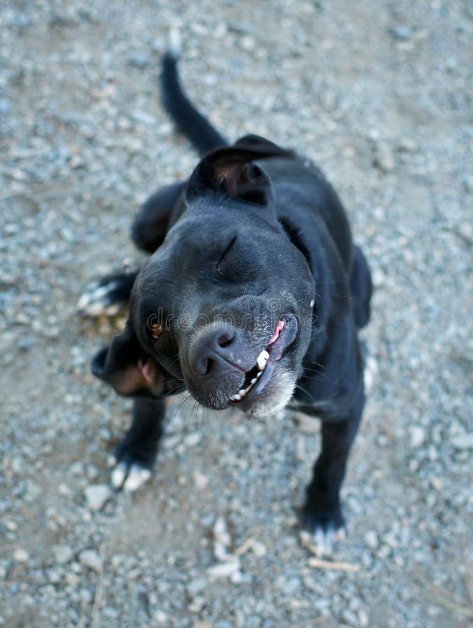 staffy moreno