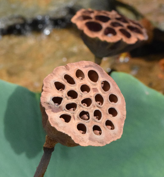 camilo llobia jr recommends Trypophobia Porn