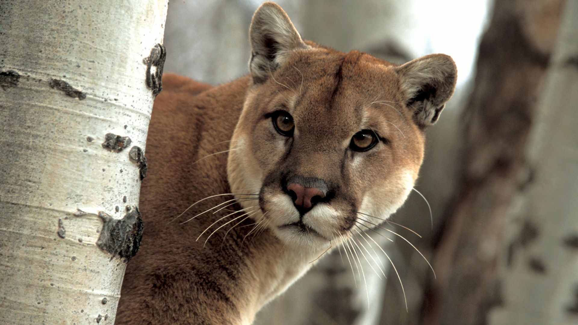 cougar hd