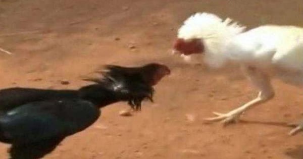 bruce dunker recommends videos of cock fights pic