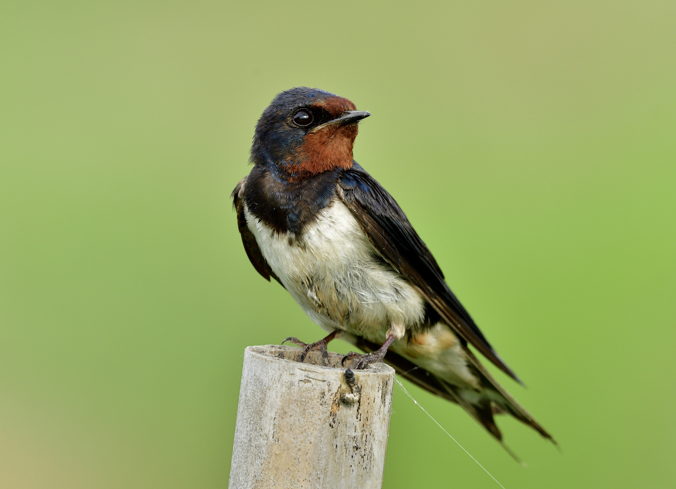 swallow latina