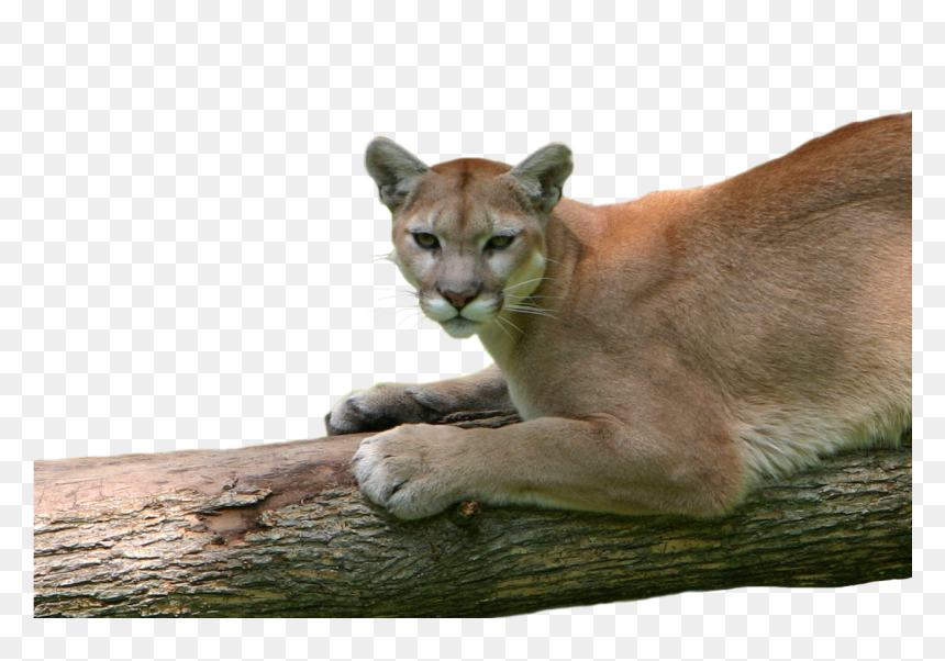 Best of Cougar hd