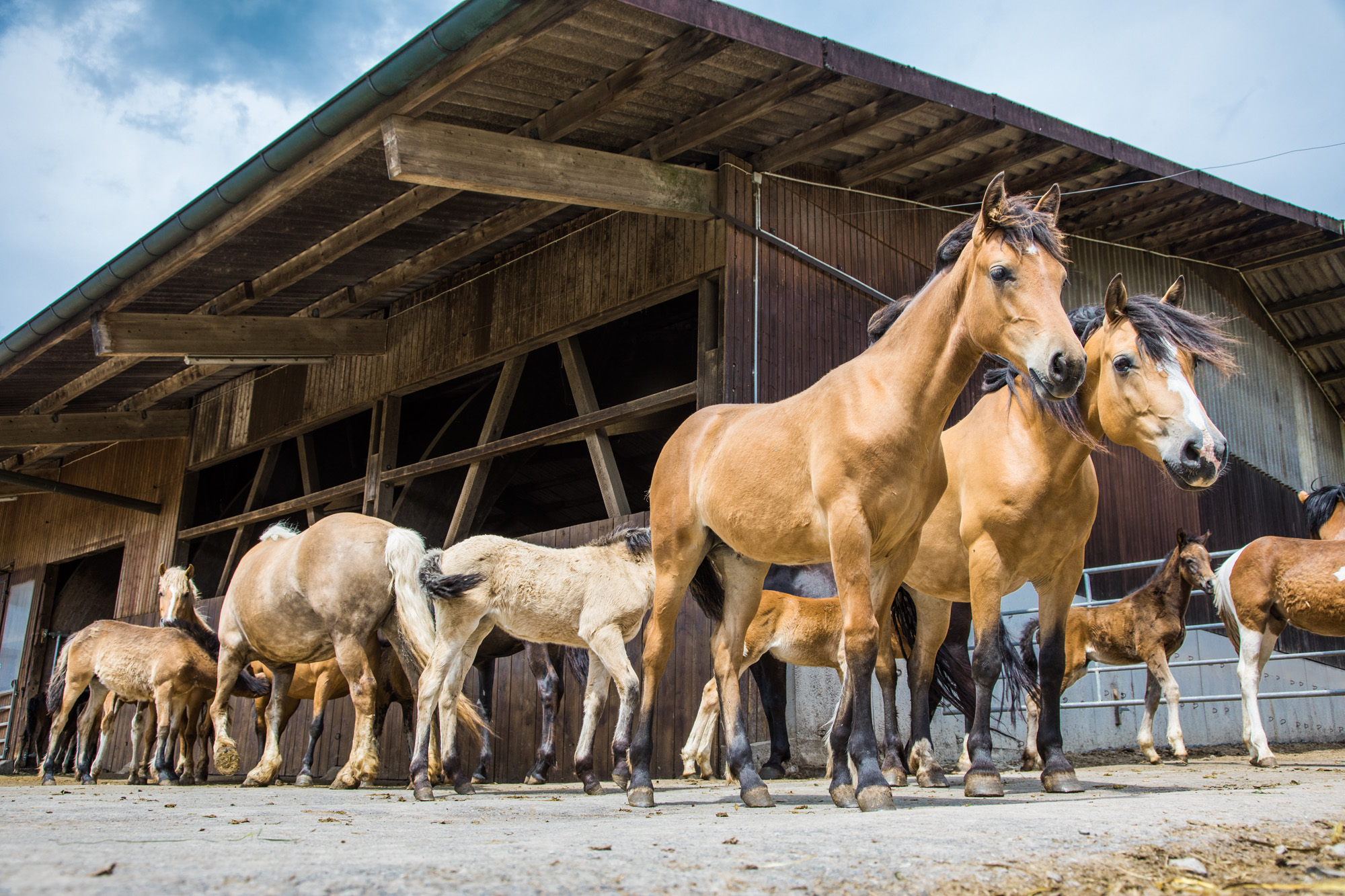 Best of Milking studs