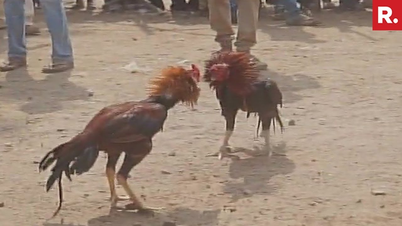 bilal yamout add videos of cock fights photo